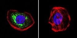 HIP Monoclonal Antibody (2G6), Invitrogen 50 &mu;L; Unconjugated:Antibodies,