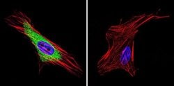 HIP Monoclonal Antibody (2G6), Invitrogen 50 &mu;L; Unconjugated:Antibodies,