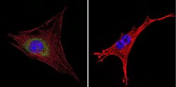 HIP Monoclonal Antibody (2G6), Invitrogen 50 &mu;L; Unconjugated:Antibodies,