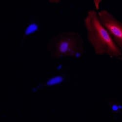 Invitrogen™ 6x-His Tag Monoclonal Antibody (4E3D10H2/E3), Alexa Fluor™ 647