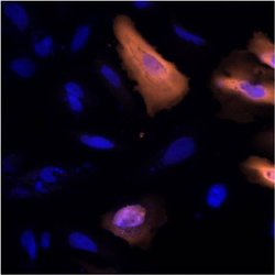 Invitrogen 6x-His Tag Monoclonal Antibody (HIS.H8), Alexa Fluor 555 50 &mu;L | Buy Online | Invitrogen&trade; | Fisher Scientific