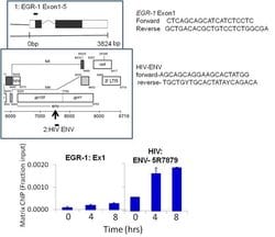 HIV1 Tat Monoclonal Antibody (N3), Invitrogen 100 &mu;g; Unconjugated:Antibodies,
