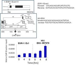 Invitrogen HIV1 Tat Monoclonal Antibody (N1) 100 &mu;g; Unconjugated:Antibodies,