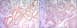 Invitrogen HK1 Monoclonal Antibody (7A7) 100 &mu;L; Unconjugated:Antibodies,