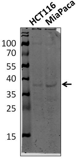 Invitrogen hnRNP DL Polyclonal Antibody 100 &mu;L; Unconjugated:Antibodies,