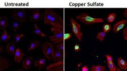 Invitrogen HMOX1 Monoclonal Antibody (HO-1-1) 200 &mu;g; Unconjugated:Antibodies,