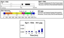 Invitrogen HP1 gamma Monoclonal Antibody (2MOD-1G6) 50 &mu;L; Unconjugated:Antibodies,