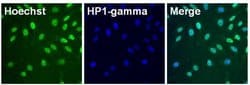 Invitrogen HP1 gamma Monoclonal Antibody (2MOD-1G6) 50 &mu;L; Unconjugated:Antibodies,