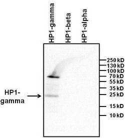 Invitrogen HP1 gamma Monoclonal Antibody (2MOD-1G6) 50 &mu;L; Unconjugated:Antibodies,