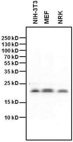 Invitrogen HP1 gamma Monoclonal Antibody (2MOD-1G6) 50 &mu;L; Unconjugated:Antibodies,