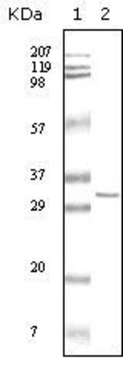 Invitrogen HPRT1 Monoclonal Antibody (1F8D11) 100 &mu;L; Unconjugated:Antibodies,