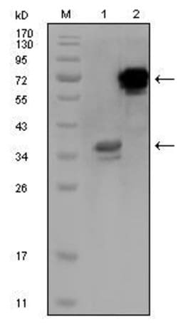 Invitrogen HPS1 Monoclonal Antibody (5G12G2) 100 &mu;L; Unconjugated:Antibodies,
