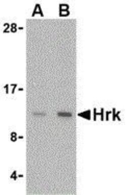 Invitrogen HRK Polyclonal Antibody 100 &mu;g; Unconjugated:Antibodies,