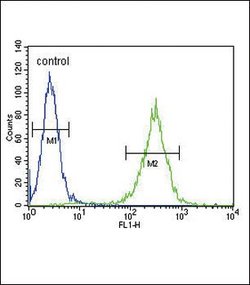 HSD17B12 Rabbit anti-Human, Polyclonal, Invitrogen 400 &mu;L; Unconjugated:Antibodies,