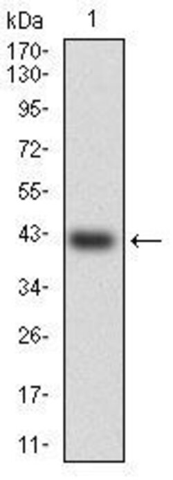 Invitrogen HSF4 Monoclonal Antibody (2E7) 100 &mu;g; Unconjugated:Antibodies,