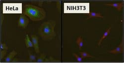 Invitrogen HSP27 Polyclonal Antibody 100 &mu;g; Unconjugated:Antibodies,