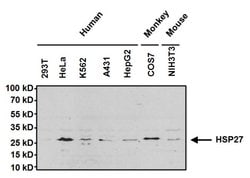 Invitrogen HSP27 Polyclonal Antibody 100 &mu;g; Unconjugated:Antibodies,