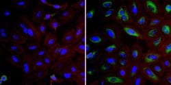 Invitrogen FKBP4 Polyclonal Antibody 100 &mu;g; Unconjugated:Antibodies,
