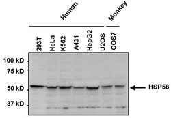 Invitrogen FKBP4 Polyclonal Antibody 100 &mu;g; Unconjugated:Antibodies,