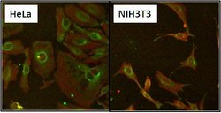 Invitrogen HSP60 Monoclonal Antibody (2E1/53) 100 &mu;g; Unconjugated:Antibodies,