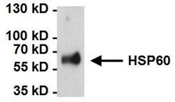 Invitrogen HSP60 Monoclonal Antibody (2E1/53) 100 &mu;g; Unconjugated:Antibodies,