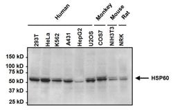 Invitrogen HSP60 Monoclonal Antibody (2E1/53) 100 &mu;g; Unconjugated:Antibodies,