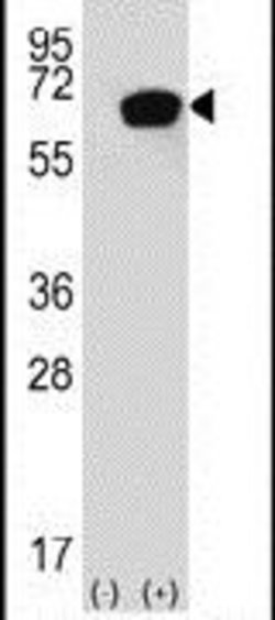 HSP70, Polyclonal, Invitrogen 400&mu;L; Unconjugated:Antibodies, Polyclonal