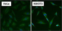 Invitrogen HSC70 Monoclonal Antibody (13D3) 100 &mu;L; Unconjugated:Antibodies,