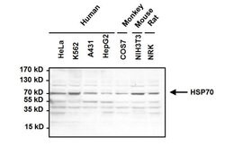 Invitrogen HSC70 Monoclonal Antibody (13D3) 100 &mu;L; Unconjugated:Antibodies,