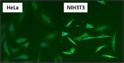 Invitrogen HSP90 beta Polyclonal Antibody 100 &mu;g; Unconjugated:Antibodies,