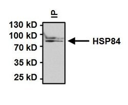 Invitrogen HSP90 beta Polyclonal Antibody 100 &mu;g; Unconjugated:Antibodies,