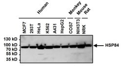 Invitrogen HSP90 beta Polyclonal Antibody 100 &mu;g; Unconjugated:Antibodies,