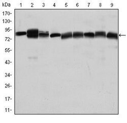 Invitrogen HSP90 beta Monoclonal Antibody (1D9) 100 &mu;L; Unconjugated:Antibodies,