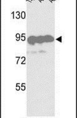 HSP90 beta Rabbit anti-Human, Polyclonal, Invitrogen 400 &mu;L; Unconjugated:Antibodies,