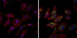 HSP90 alpha Monoclonal Antibody (3G3), Invitrogen 400 &mu;L; Unconjugated:Antibodies,