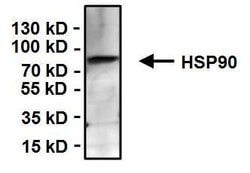 HSP90 alpha Monoclonal Antibody (3G3), Invitrogen 400 &mu;L; Unconjugated:Antibodies,