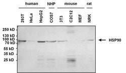 HSP90 alpha Monoclonal Antibody (3G3), Invitrogen 400 &mu;L; Unconjugated:Antibodies,