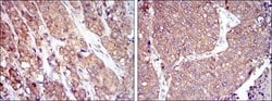 Invitrogen HSP90 beta Monoclonal Antibody (1D9) 100 &mu;L; Unconjugated:Antibodies,