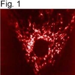 Invitrogen mtHSP70 Monoclonal Antibody (JG1) 100 &mu;L; Unconjugated:Antibodies,