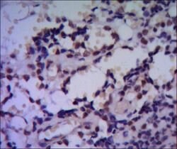 Invitrogen HSPA4 Monoclonal Antibody (5A6) 100 &mu;L; Unconjugated:Antibodies,