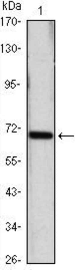 Invitrogen HSPA4 Monoclonal Antibody (5A6) 100 &mu;L; Unconjugated:Antibodies,