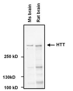 Invitrogen Huntingtin Monoclonal Antibody (1HU-4C8) 50 &mu;L; Unconjugated:Antibodies,
