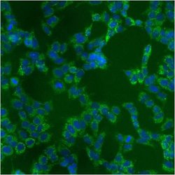 Invitrogen mtHSP70 Monoclonal Antibody (JG1) 100 &mu;L; Unconjugated:Antibodies,