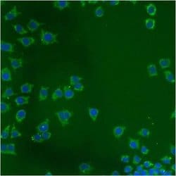 Invitrogen mtHSP70 Monoclonal Antibody (JG1) 100 &mu;L; Unconjugated:Antibodies,