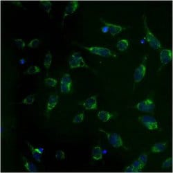 Invitrogen mtHSP70 Monoclonal Antibody (JG1) 100 &mu;L; Unconjugated:Antibodies,