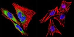 Invitrogen HSP90 beta Polyclonal Antibody 100 &mu;g; Unconjugated:Antibodies,