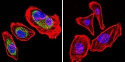 Invitrogen HSP90 beta Polyclonal Antibody 100 &mu;g; Unconjugated:Antibodies,