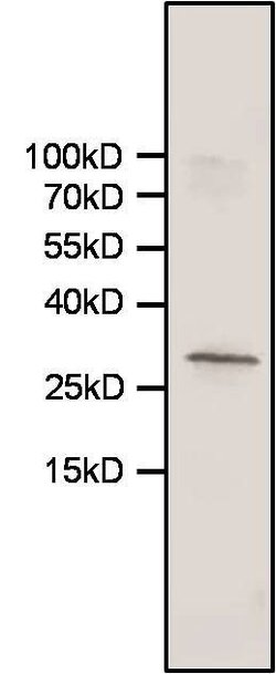 Invitrogen HMOX1 Monoclonal Antibody (HO-1-1) 200 &mu;g; Unconjugated:Antibodies,