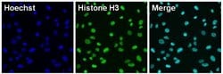 Invitrogen Histone H3 Monoclonal Antibody (1HH3-3E1) 50 &mu;L; Unconjugated:Antibodies,