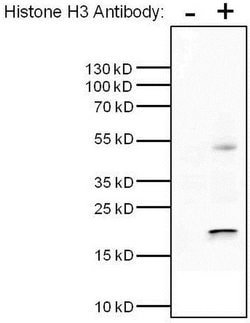 Invitrogen Histone H3 Monoclonal Antibody (1HH3-3E1) 50 &mu;L; Unconjugated:Antibodies,